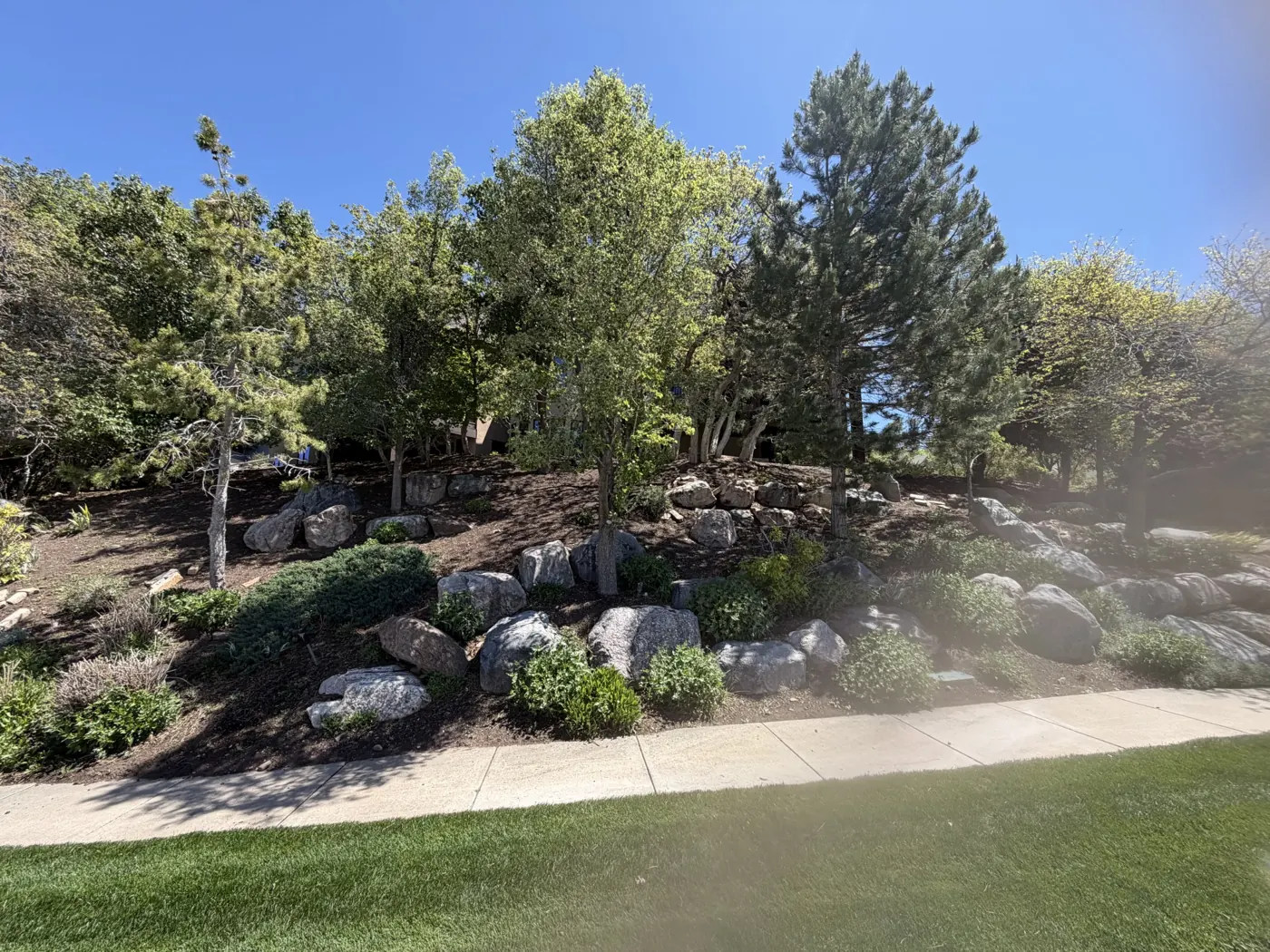 Hillside landscape with boulders, trees and shrubs